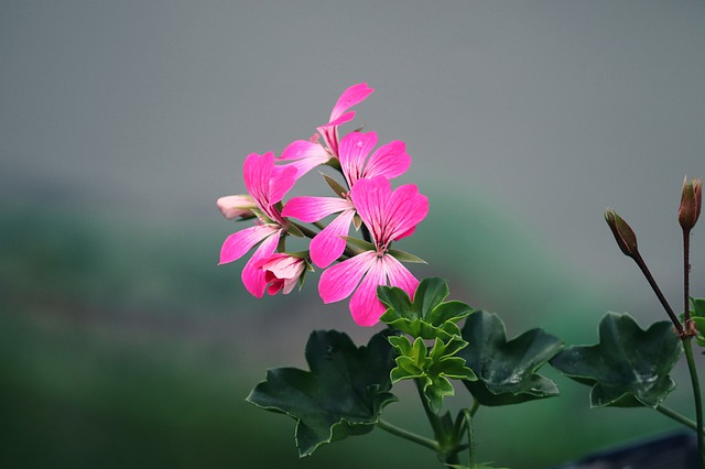 ružové kvety.jpg